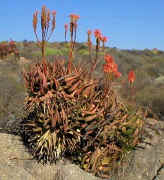 ../Aloe.khamiesensis.seeds.ra (64851 bytes)