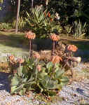 cotyledon.species..jpg (62136 bytes)