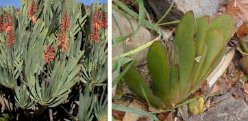 aloe haemanthifolia.jpg (32141 bytes)