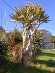 A.dichotoma_garden.jpg (31007 bytes)
