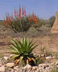 A.littoralis_Windhoek.jpg (24656 bytes)