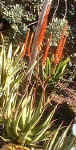 ../A.lutescens.plant.ra (38890 bytes)