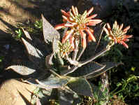 A.maculata.top.view.jpg (139474 bytes)