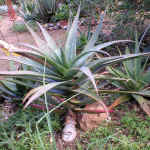 A.mawii.plant.jpg (184810 bytes)