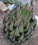 A.melanacantha plant.jpg (65668 bytes)