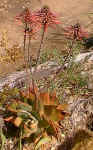 A.mitriformis raceme.jpg (56872 bytes)