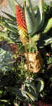 A.petricola.plant.raceme.jpg (248517 bytes)