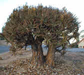 A.ramosissima.Namaqualand.jpg (155511 bytes)