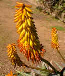 A.rupestris.racemes.jpg (50741 bytes)