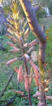 A.zebrina raceme2.jpg (27807 bytes)