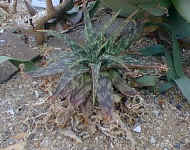 A.zebrina.jpg (37043 bytes)