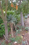 A.pluridens plant raceme.jpg (78732 bytes)