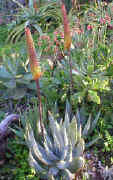 Aloe.aculiata.2005_small.jpg (10422 bytes)