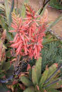 ../aloes/Aloe.affinis.ra (112212 bytes)