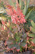 Aloe affinis raceme flowers (125390 bytes)