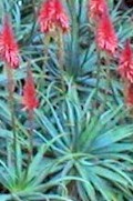 Aloe.arborescence.red.jpg (15080 bytes)