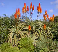 Aloe.arborescence_x_thraski_scene_small.jpg (15589 bytes)