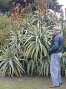 Aloe.arborescence_x_thraskii_garden.jpg (148296 bytes)