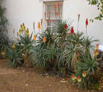 Aloe arborescens different hybrids(142592 bytes)