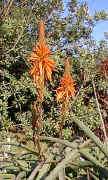 Aloe arborescens raceme from swakopmund.jpg (65105 bytes)