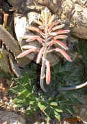 ../Aloe.aristata.ra (54778 bytes)