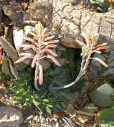 Aloe.aristata.raceme_small.jpg (7713 bytes)