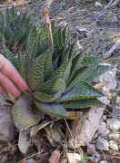 Aloe.aristata_X_A.variegata.plant.close-up1.jpg (140605 bytes)