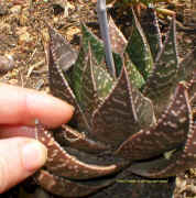 Aloe.aristata_x_Gasteria.close-up1.jpg (170334 bytes)