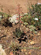 Aloe.aristata_x_Gasteria.jpg (143299 bytes)