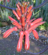 Aloe.branddraaiensis.raceme_small.jpg (6466 bytes)