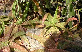 A.branddraaiensis1.jpg (50857 bytes)