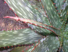 Aloe.branddraaiensis_close-up_rosette_small.jpg (8174 bytes)