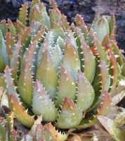 Aloe.brevifolia_small.jpg (16430 bytes)