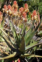 Aloe.camperii.plant.short.stem.hardy.flowers.jpg (17468 bytes)