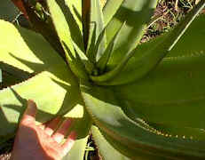 Aloe.castanea.close-up.jpg (22011 bytes)
