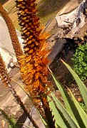 Aloe.castanea.flower1.jpg (35316 bytes)