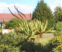 Aloe.castanea.garden.jpg (34165 bytes)