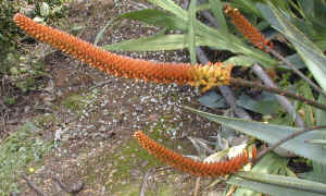 Aloe.castanea.hybrid.raceme.7.06.jpg (261129 bytes)