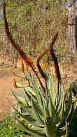 Aloe.castanea.plant.jpg (31700 bytes)