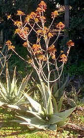 Aloe.chabaudi.raceme.jpg (43362 bytes)