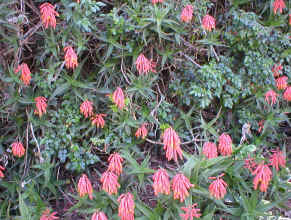 Aloe.ciliaris.climbing_small.jpg (17693 bytes)