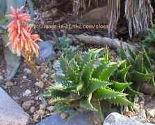 Aloe.congolensis.flower.jpg (32933 bytes)
