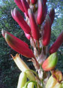 Aloe.cryptopoda_darkred_raceme_closer-up.jpg (58317 bytes)