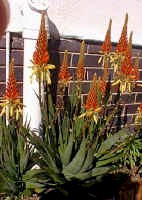 Aloe.cryptopoda_hybrid1.jpg (33325 bytes)