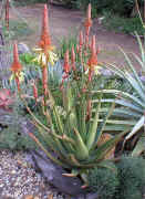 Aloe.cryptopoda_hybrid_orange.jpg (139485 bytes)