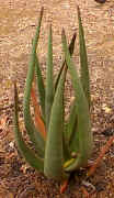 Aloe.cryptopoda_plant.jpg (63451 bytes)