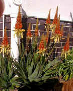 Aloe.cyptopoda_hybrid.jpg (33325 bytes)
