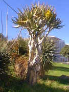 Aloe.dichotoma_garden.jpg (31007 bytes)