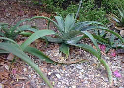 Aloe.dyeri.plant.jpg (98066 bytes)