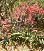 Aloe.dyerii.plant.in.bloom..jpg (57812 bytes)